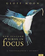 New Zealand Birds in Focus