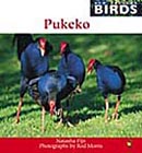 New Zealand Birds Pukeko