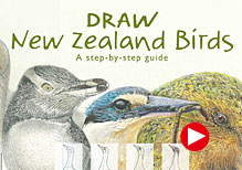 Draw New Zealand Birds